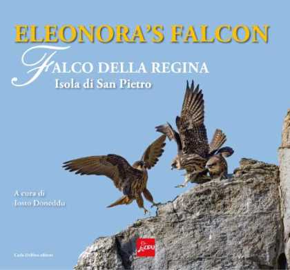 Eleonora's falcon. Falco delle Regina